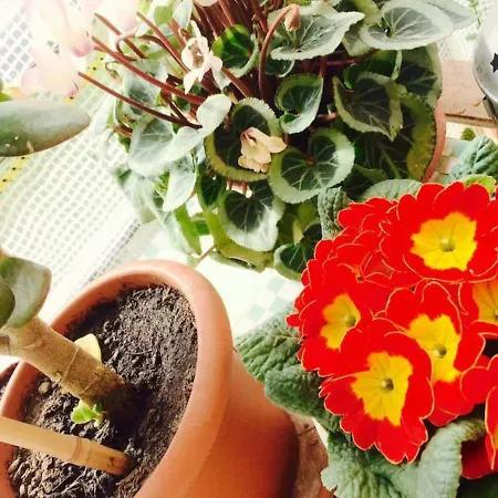 Spigolatrice Di Lambrate מילאנו